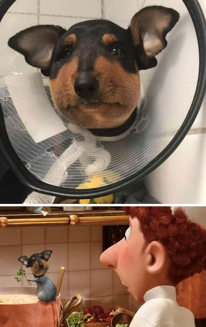 Dog With A Swollen Face