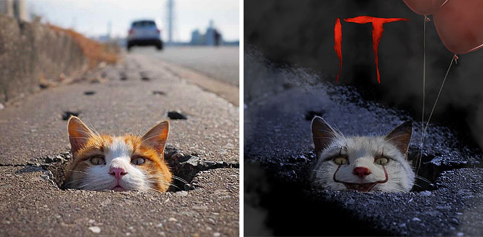 A Cat Peaking Its Head Out