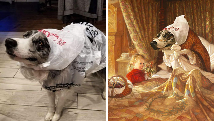 Dog Wearing Plastic Bags To Go Pee In The Rain