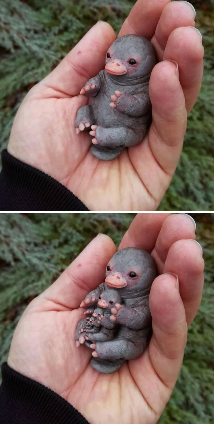 Baby Platypus