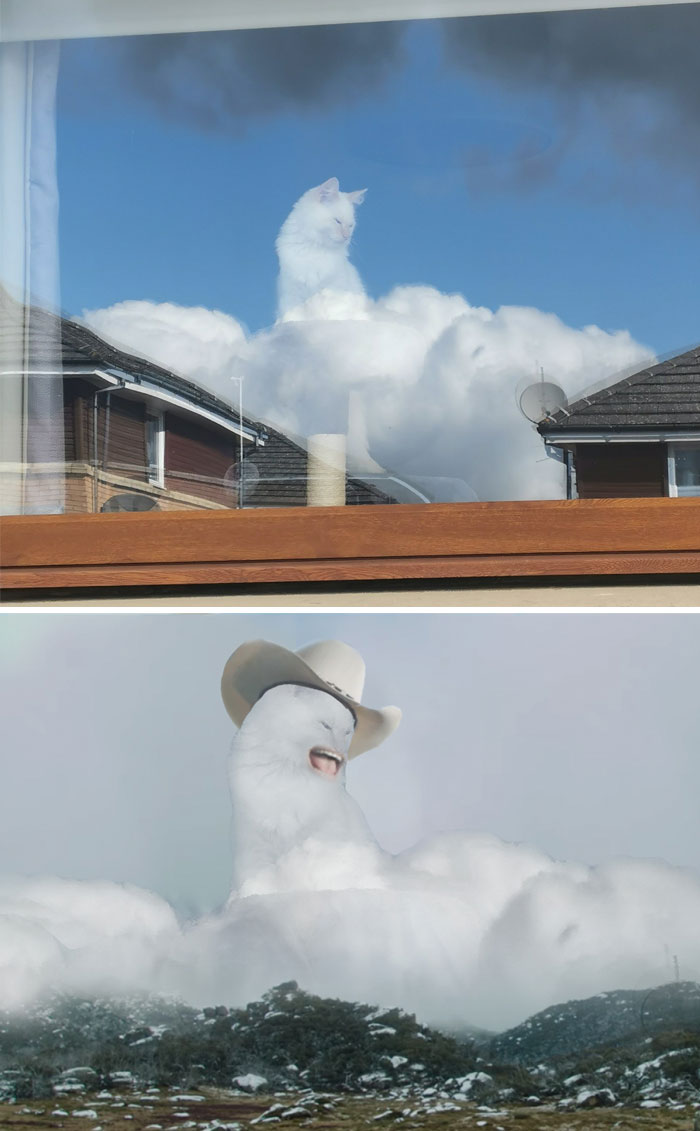 This Cat Looking Out The Window