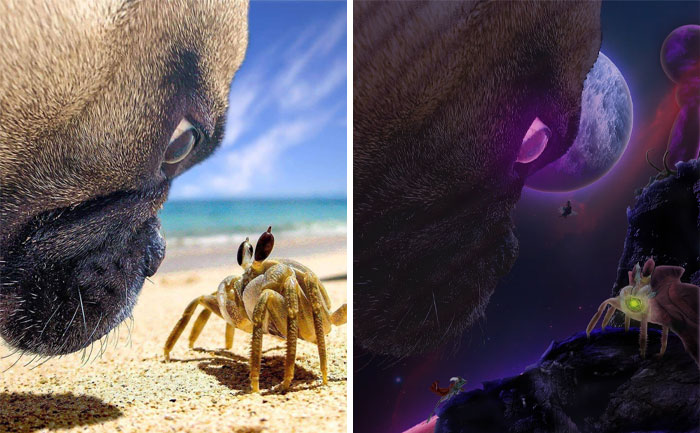 Dog Staring Down A Crab