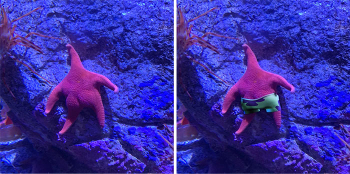This Starfish At An Aquarium