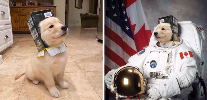 This Dog Wearing A Box Helmet