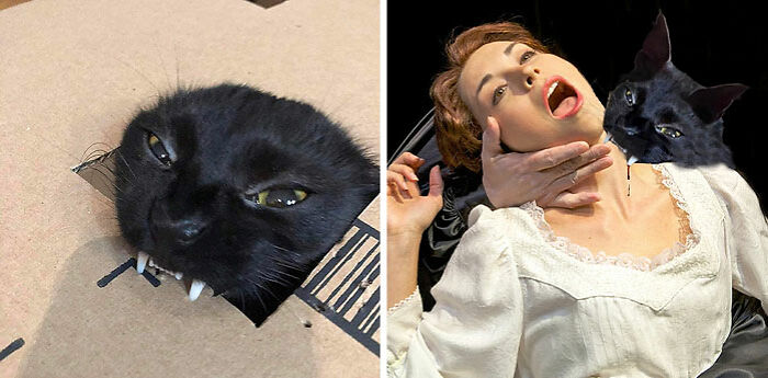 This Cat Biting A Cardboard Box