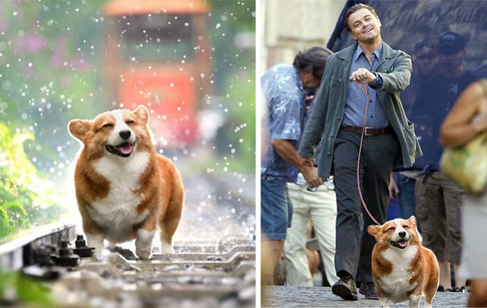 This Happy Corgy Walking On A Train Track