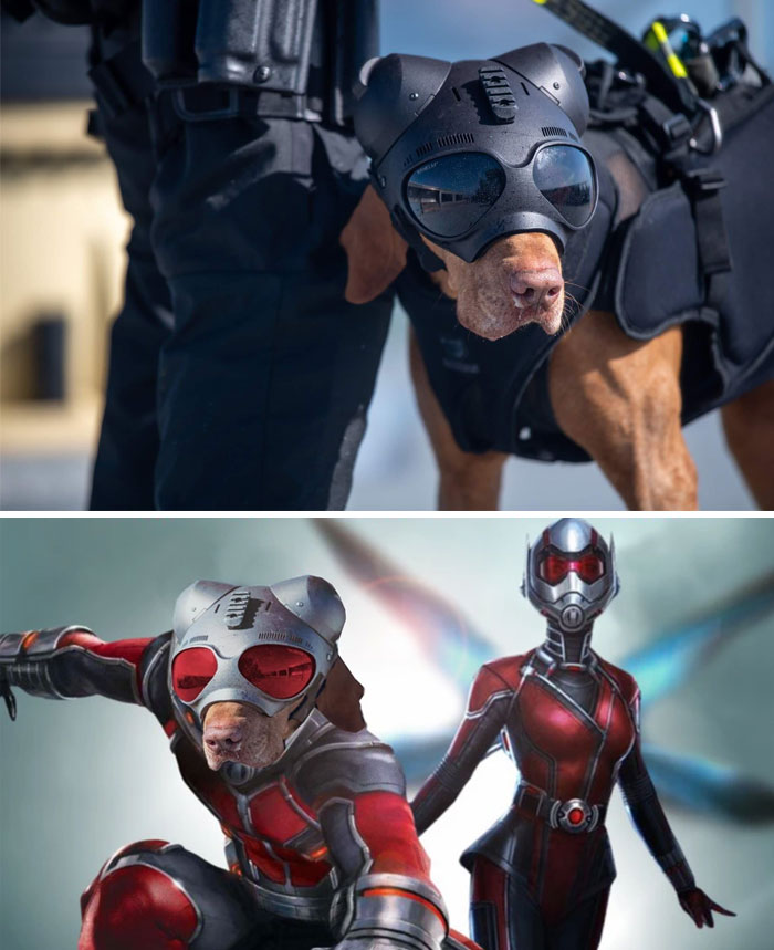 Coast Guard Dog Wearing A Tactical Helmet