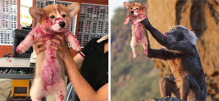 This Puppy Who Got Into The Strawberry Jam