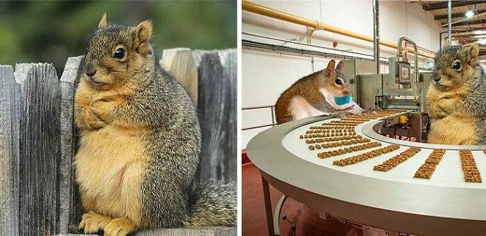 Cross-Armed Squirrel