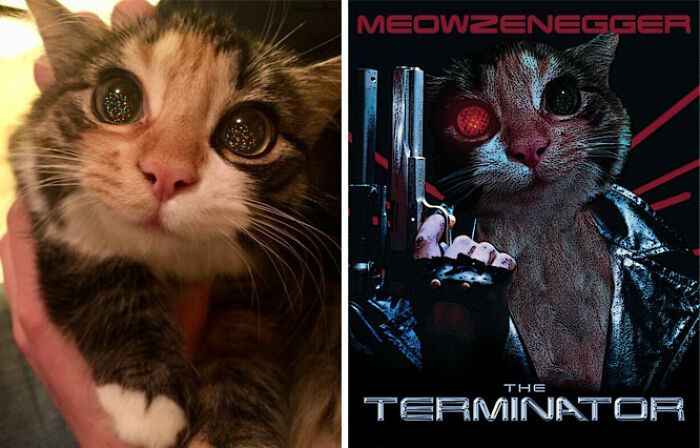 This Cat Seeing A Christmas Tree For The First Time