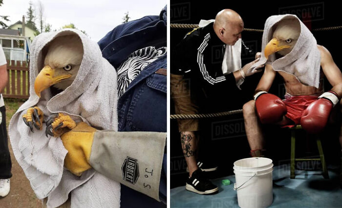 Eagle Wrapped In A Towel