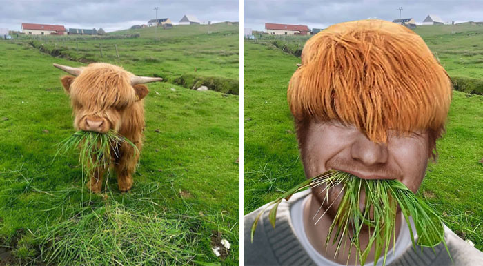 Cow Eating Grass
