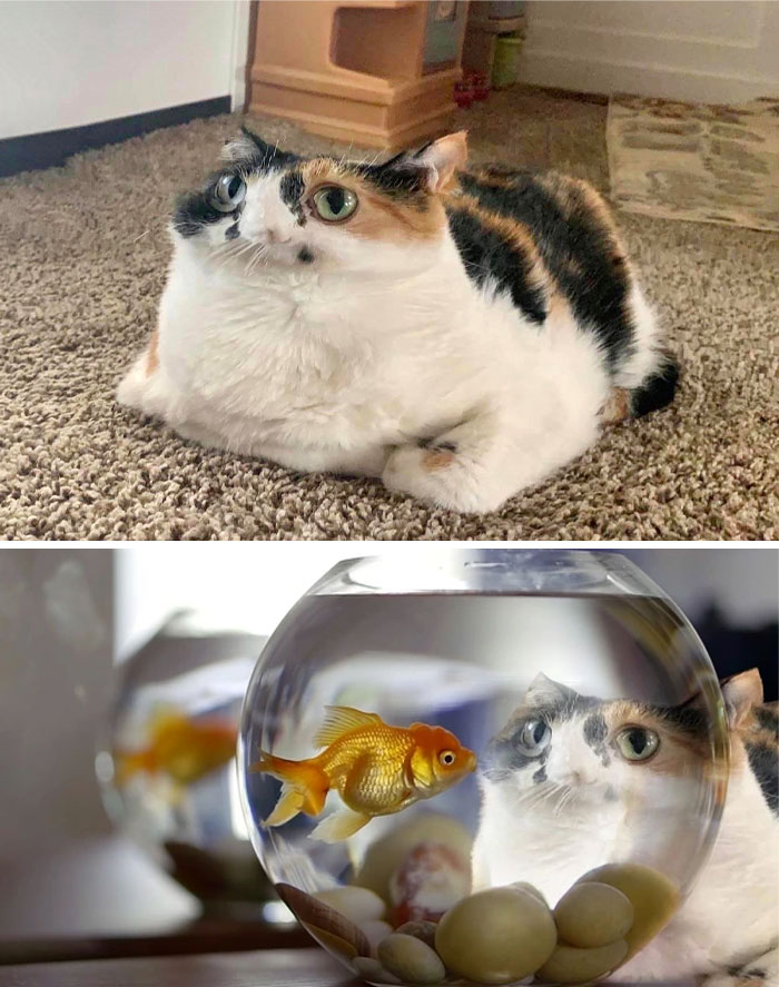 This Panorama Distorted Cat