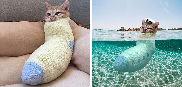 Cat Comfortably Relaxing In A Sock