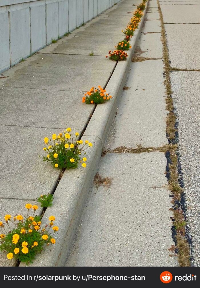 Positive-Imagining-Of-Future-Solarpunk