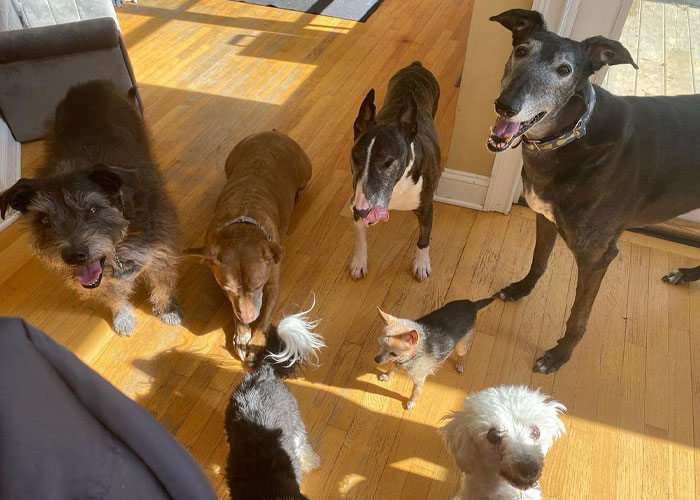 Happy 23rd Birthday To Bully The Chihuahua, Becoming The Oldest Dog At His Rescue Happy 23rd Birthday To Bully The Chihuahua, Becoming The Oldest Dog At His Rescue