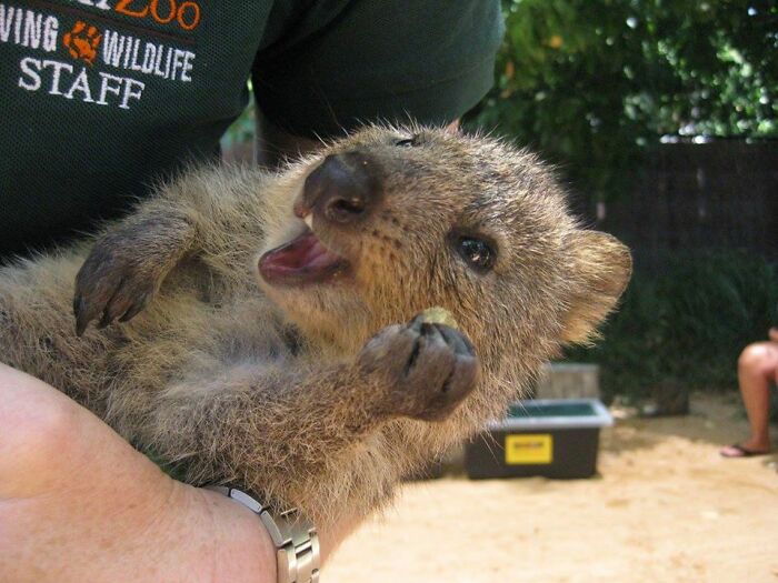 A Quokka Living His Best Life At The Perth Zoo.