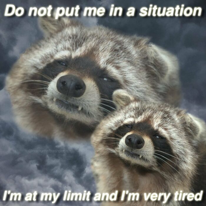 Nocturnal-Trash-Posts-Raccoon-Memes-Instagram