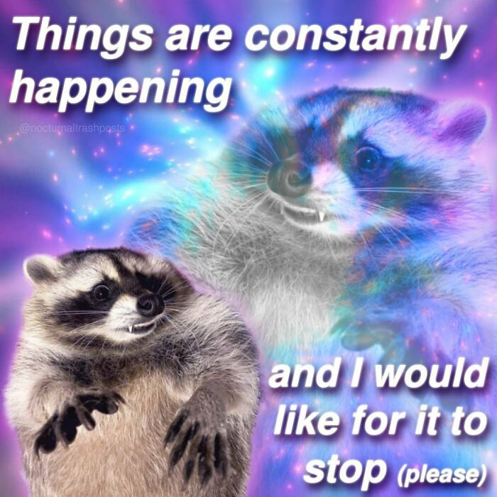 Nocturnal-Trash-Posts-Raccoon-Memes-Instagram