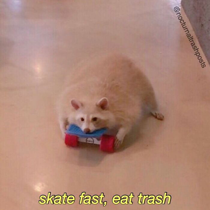 Nocturnal-Trash-Posts-Raccoon-Memes-Instagram