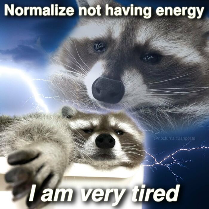 Nocturnal-Trash-Posts-Raccoon-Memes-Instagram