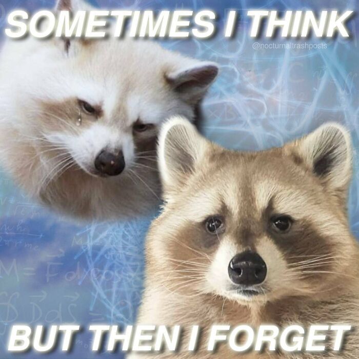 Nocturnal-Trash-Posts-Raccoon-Memes-Instagram
