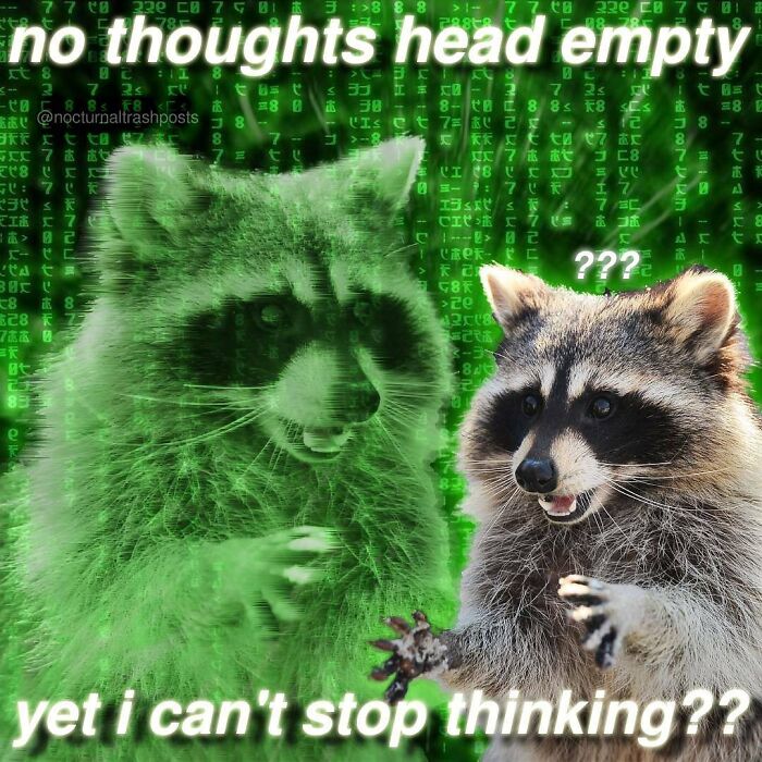 Nocturnal-Trash-Posts-Raccoon-Memes-Instagram