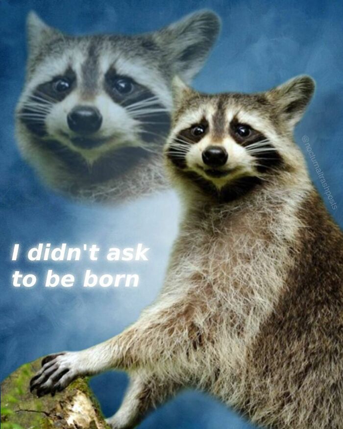 Nocturnal-Trash-Posts-Raccoon-Memes-Instagram