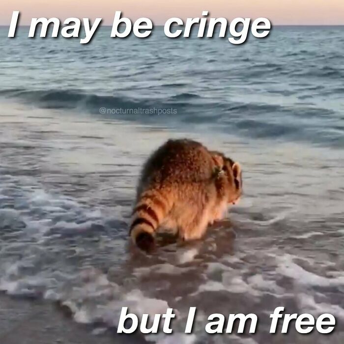 Nocturnal-Trash-Posts-Raccoon-Memes-Instagram