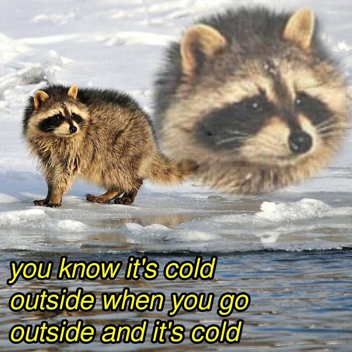 Nocturnal-Trash-Posts-Raccoon-Memes-Instagram