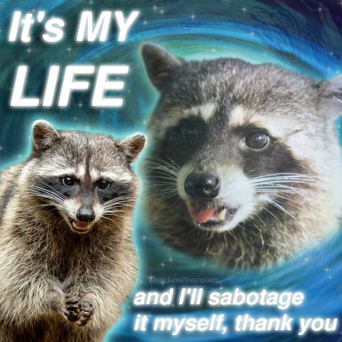 Nocturnal-Trash-Posts-Raccoon-Memes-Instagram