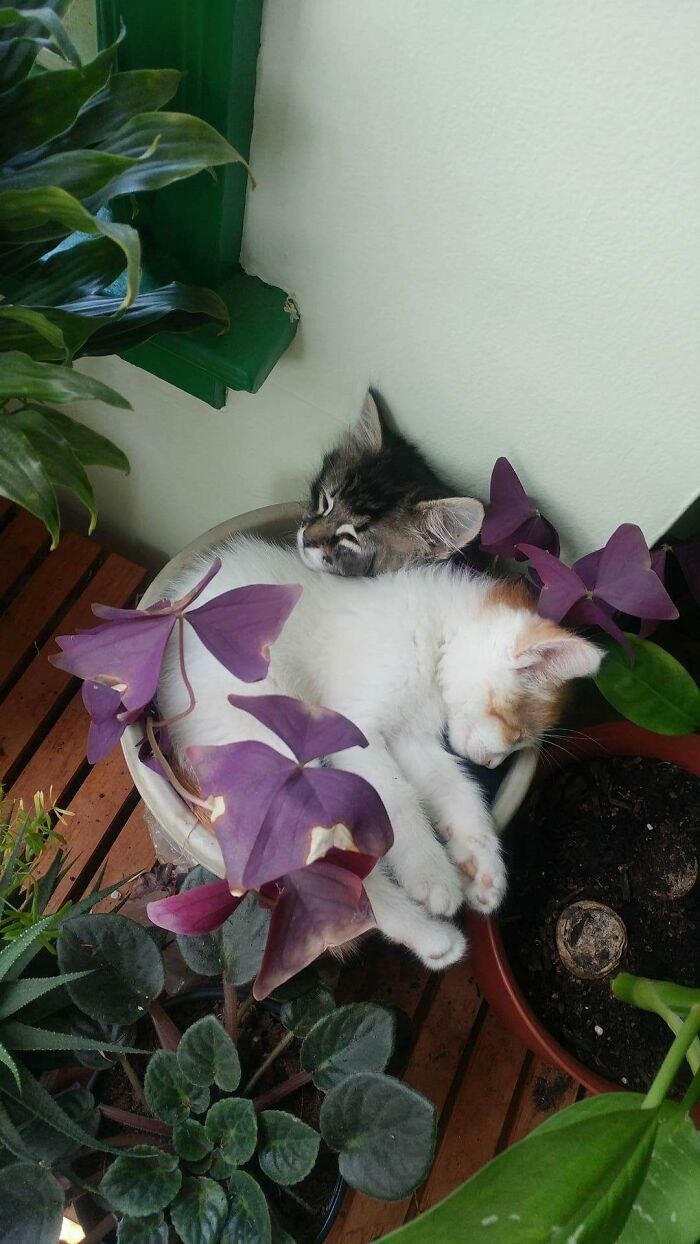 Nugget And Vixen - 9 Weeks Old