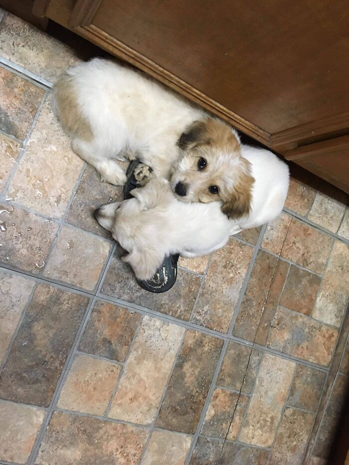 This Is Fuzzy And His Big Sister Babygirl, I Was Washing Dishes And They Came And Fell Asleep On My Feet, I Slipped My Foot Out Of The Shoe And Ran And Got My Phone And This Is The Photo