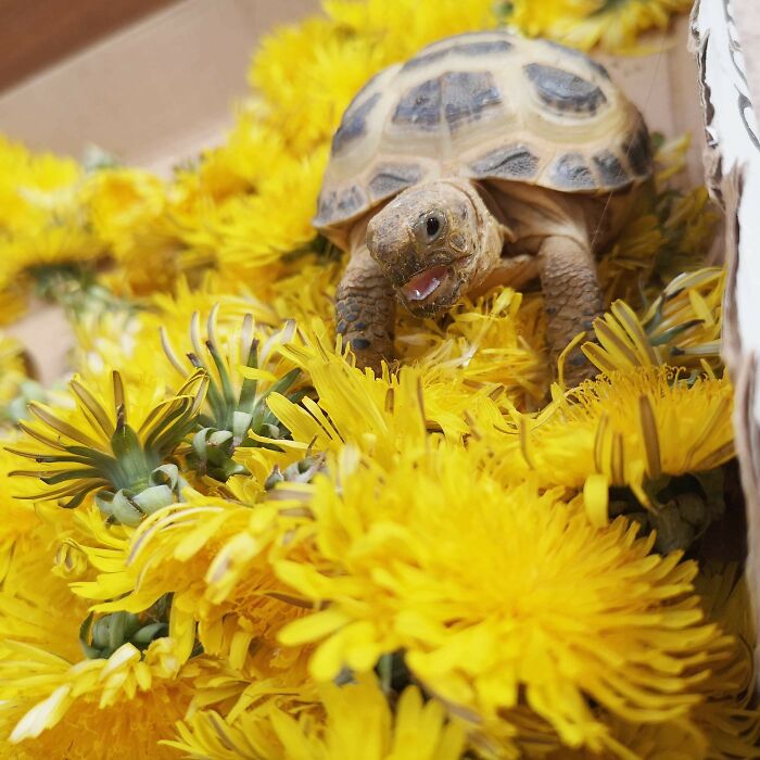 This Is Frank, Who's Owner Was Killed By Covid-19