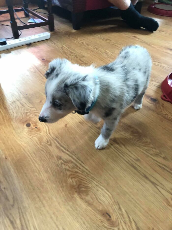 My Pup Loki On His First Day Home. It Feels So Long Ago But He's Not Even 1 Yet