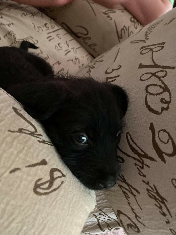 My Pup At 4 Months And 1 Month Old