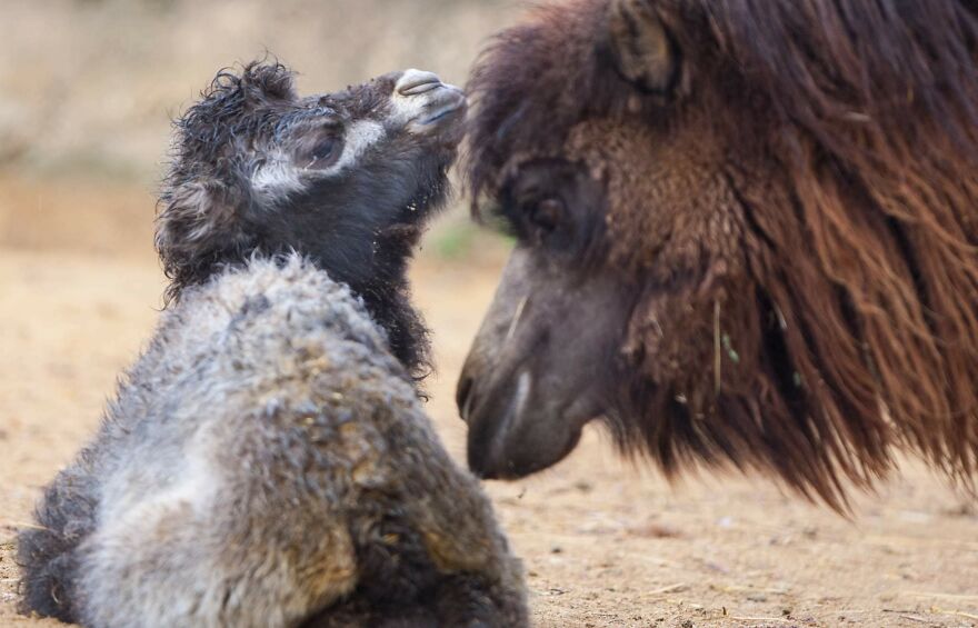 Meet A Rear Baby Bactrian Camel Born In Skopje Zoo (9 Pics)