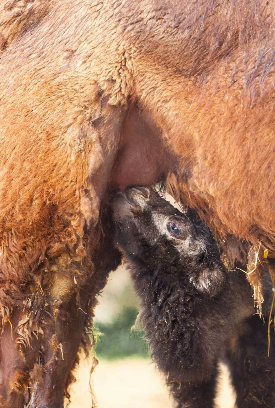 Meet A Rear Baby Bactrian Camel Born In Skopje Zoo (9 Pics)