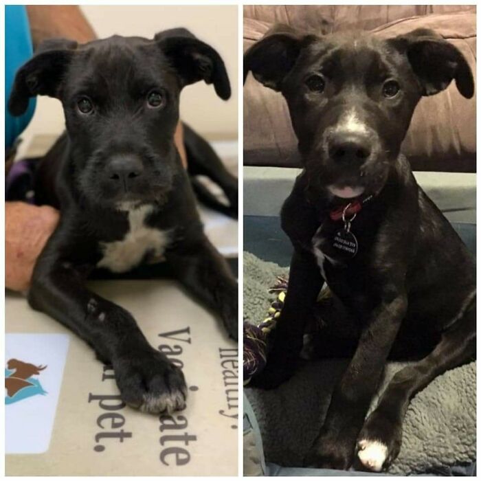 My Boys, Leo And Bear