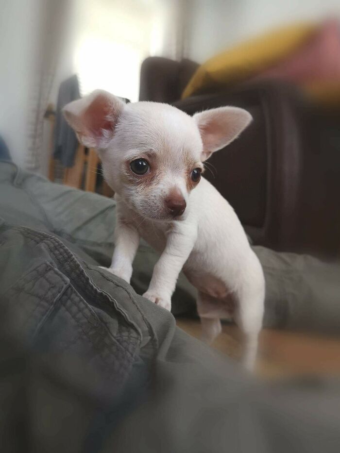 My Mom's Chihuahua, Pippa. So So Beautiful And To This Day, She's Not That Much Larger.