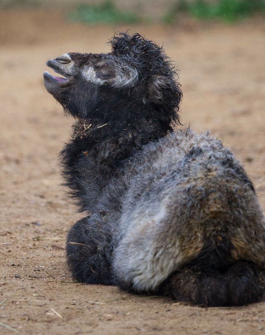 Meet A Rear Baby Bactrian Camel Born In Skopje Zoo (9 Pics)