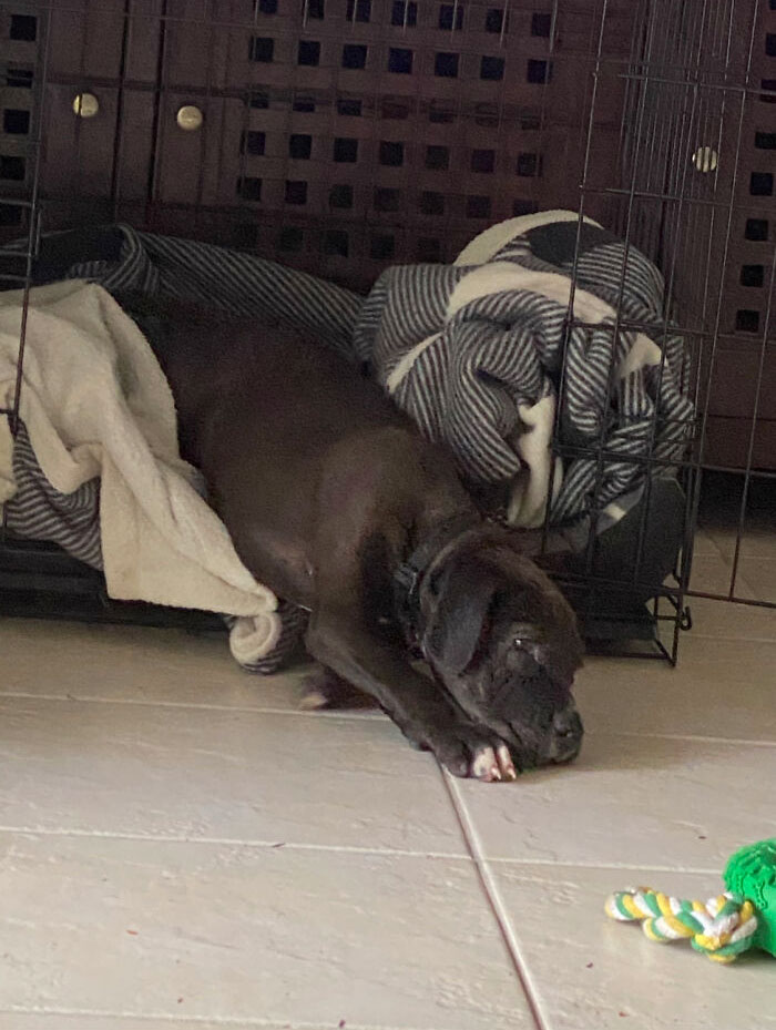 Baby Rollie At Eight Weeks!