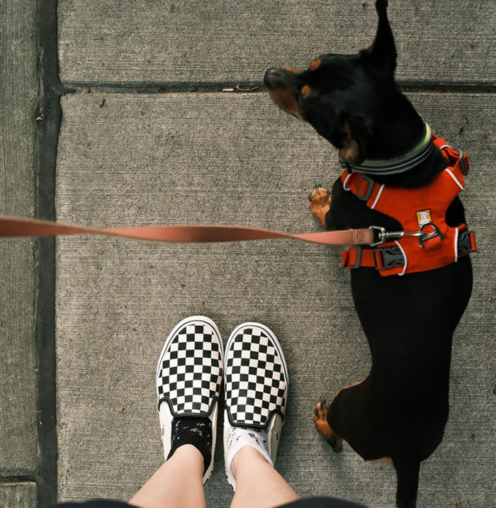 "You Gotta Hear This": Landlords Demand Tenants Bring Their Dogs For DNA Testing To Find Out Who Doesn't Pick Up The Poop