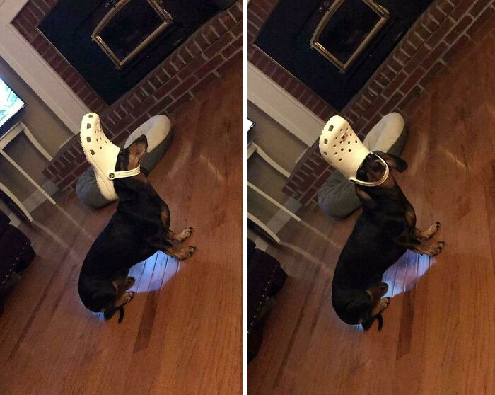 Play With Crocs Long Enough And You Become Them