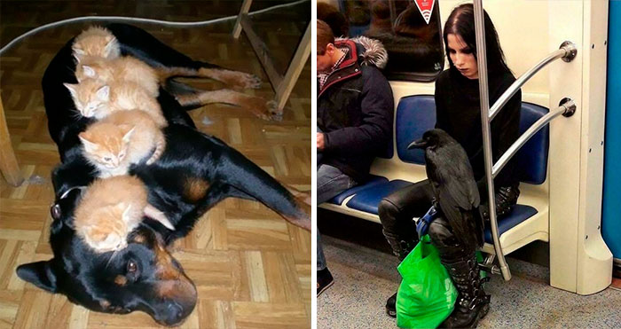 «Esta es mi vida ahora»: 45 Divertidas fotos de personas y animales aceptando situaciones poco comunes