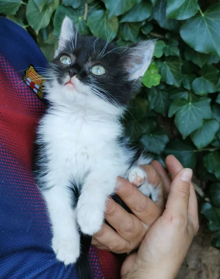 Our Little Rescue Kitten With Dwarfism. She's Half The Size Of A Normal Cat