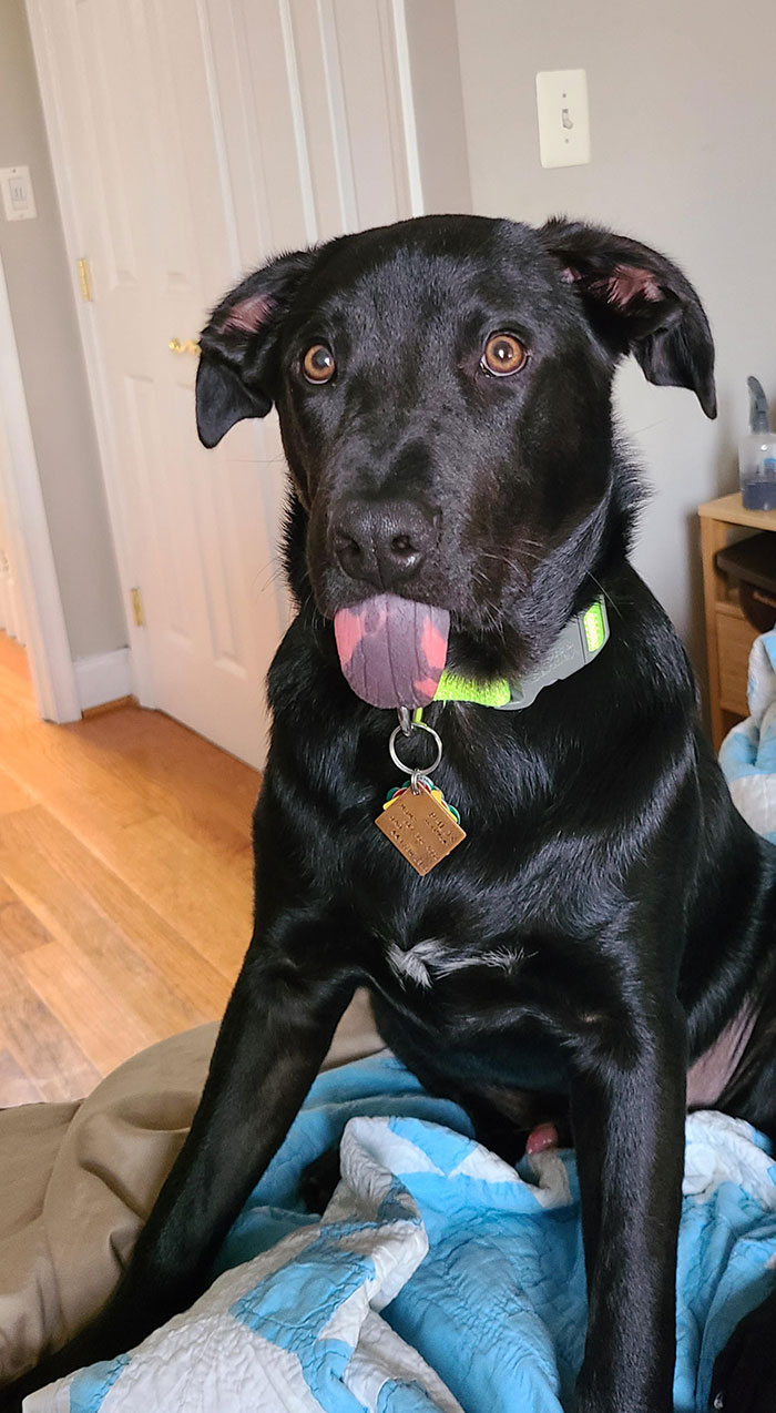 Blep. It's A Rarity He Is Blessed With