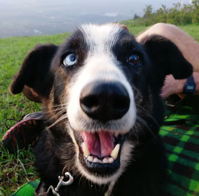 Heterochromia Iridis Is When An Animal Has Different DNA/Colors For Each Eye. It Can Happen In Humans And Dogs Equally