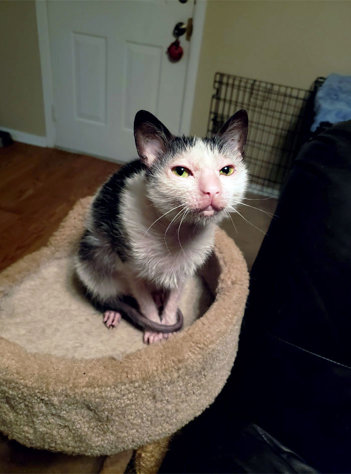 Esta es una criatura macabra. Hace poco descubrí que es una gata Lykoi con una rara mutación natural. Es extremadamente ruidosa y cariñosa