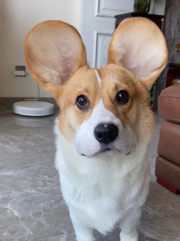 My Dog Is Not Cute At All